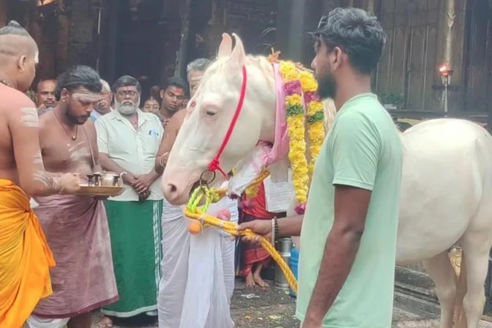 குதிரை ராஜா இறந்துவிட்டது.