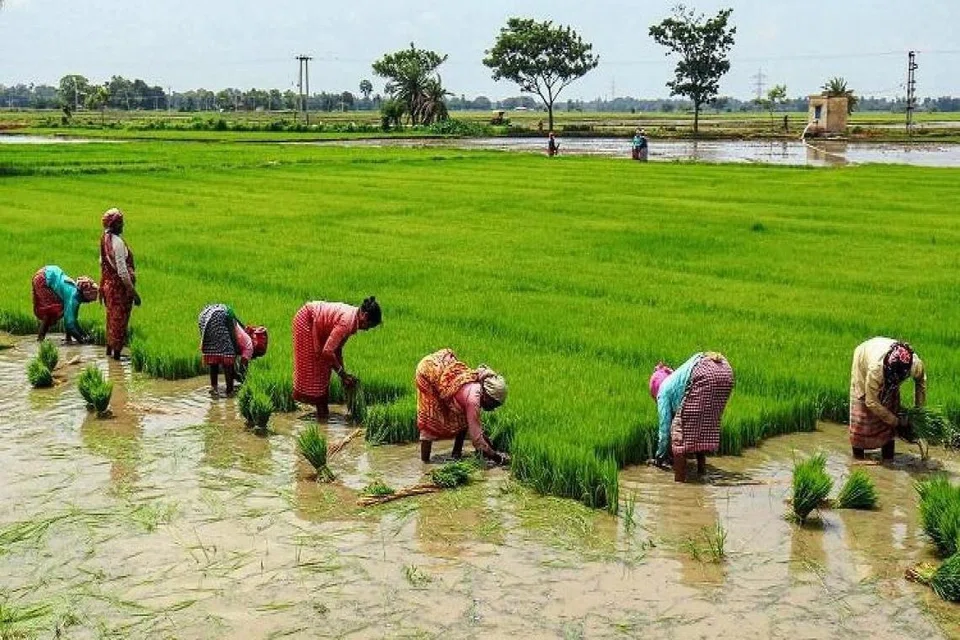கடந்த சில மாதங்களாக டெல்டா பகுதியில் இருந்து வரத்து குறைந்துள்ளது.