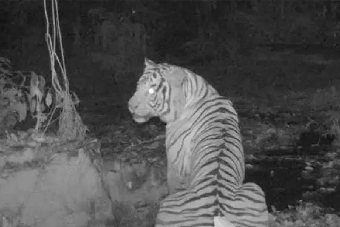 அருகிவரும் மலாயா புலி அபூர்வக் காட்சி