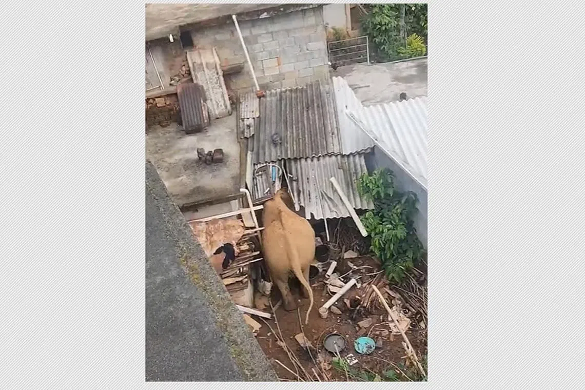 வீட்டுக்குள் புகுந்த காட்டு யானை