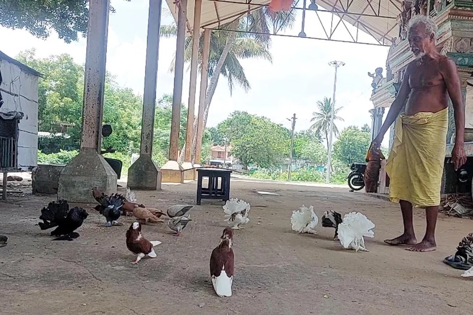 பேராவூர் என்ற கிராமத்தில் அமைந்துள்ள காமாட்சி அம்மன் கோயிலில் பரம்பரை பரம்பரையாக தொண்டு செய்துவரும் திரு பழனி, அந்தக் கோயிலிலேயே ஏராளமான புறாக்களையும் ஒரு பேசும் கிளியையும் வளர்த்து வருகிறார். 