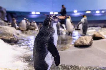 பியர் என்னும் வட ராக்ஹோப்பேர் பெங்குவின்.