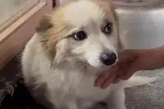 குடும்ப உறுப்பினர்கள் அனைவரும் இனி வரமாட்டார்கள் என்று தெரியாமல் ‘புடிங்’ என்று அழைக்கப்படும் நாய்க்குட்டி வீட்டிற்கும் கிராமத்தின் மையப்பகுதிக்கும் அடிக்கடி நடந்து சென்றதாகத் தெரிவிக்கப்பட்டது.