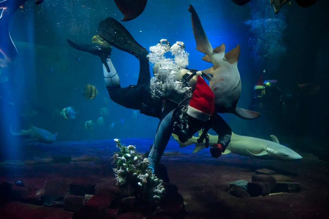 புடாபெஸ்ட் விலங்கியல் தோட்டத்தில் கிறிஸ்துமஸ் மகிழ்ச்சி