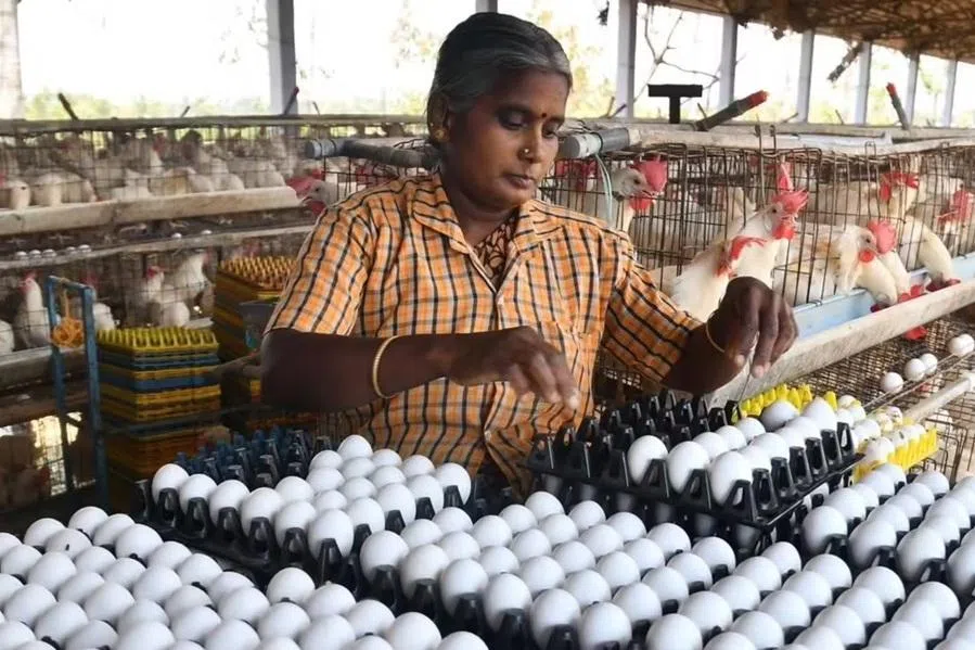 நாமக்கல்லில் முடங்கியது முட்டை ஏற்றுமதி: நாள்தோறும் ரூ.5 கோடி இழப்பு