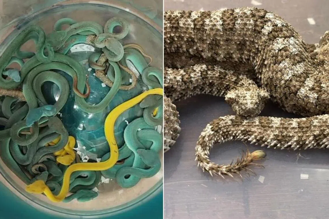 விமானத்தில் பல பாம்புகளைக் கடத்தி வந்த இந்தியர்