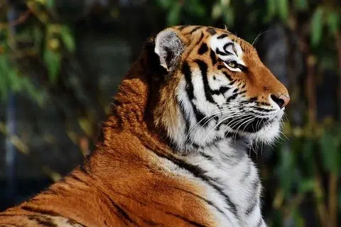 அப்பெண்கள் இலைகளைச் சேகரிப்பதில் மும்முரமாக ஈடுபட்டிருந்தபோது புலி தாக்கியது.
