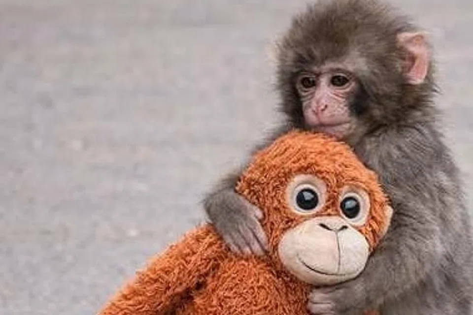 பொம்மையைத் தன் அம்மாவாக நினைத்து இறுகக் கட்டிப்பிடித்தபடி குட்டிப் பஞ்ச் சோகமாக அமர்ந்திருக்கும் படம் இணையத்தில் வெளியாகி அனைவர் மனத்தையும் உருக வைத்தது.