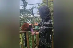 ‘லெமூர்’ குரங்கிற்குக் குளிர்பானம் அளித்த பெண்