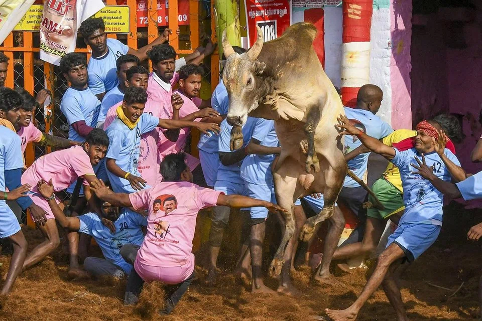 வாடிவாசலில் இருந்து துள்ளி வந்த காளைகளை வீரர்கள் போட்டி போட்டுக்கொண்டு அடக்கினர்.
