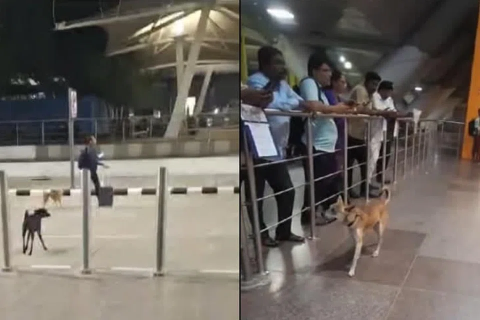 சென்னை விமான நிலையத்தில் தெருநாய்களின் எண்ணிக்கை அதிகரித்துள்ளதாகக் கூறப்படுகிறது.