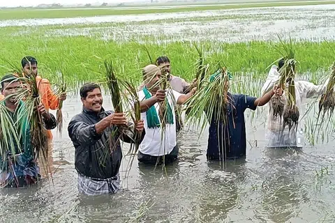 நீரில் மூழ்கிச் சேதமடைந்த பயிர்களுடன் விவசாயிகள்.