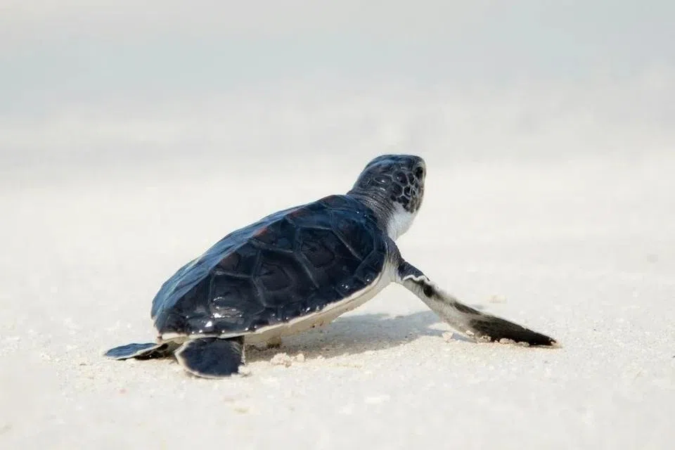 வெளிநாட்டு ஆமைகளை இனப்பெருக்கம் செய்து விற்பனை செய்யும் கும்பல் முறியடிப்பு 