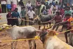 கொளத்தூர் கிராமத்தில் நடத்தப்பட்ட காளைவிடும் திருவிழா.