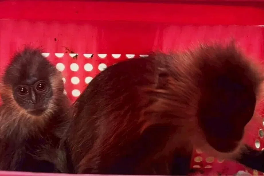 அரியவகை குரங்குகளைக் கடத்த முயன்ற இந்தியர் தாய்லாந்தில் கைது