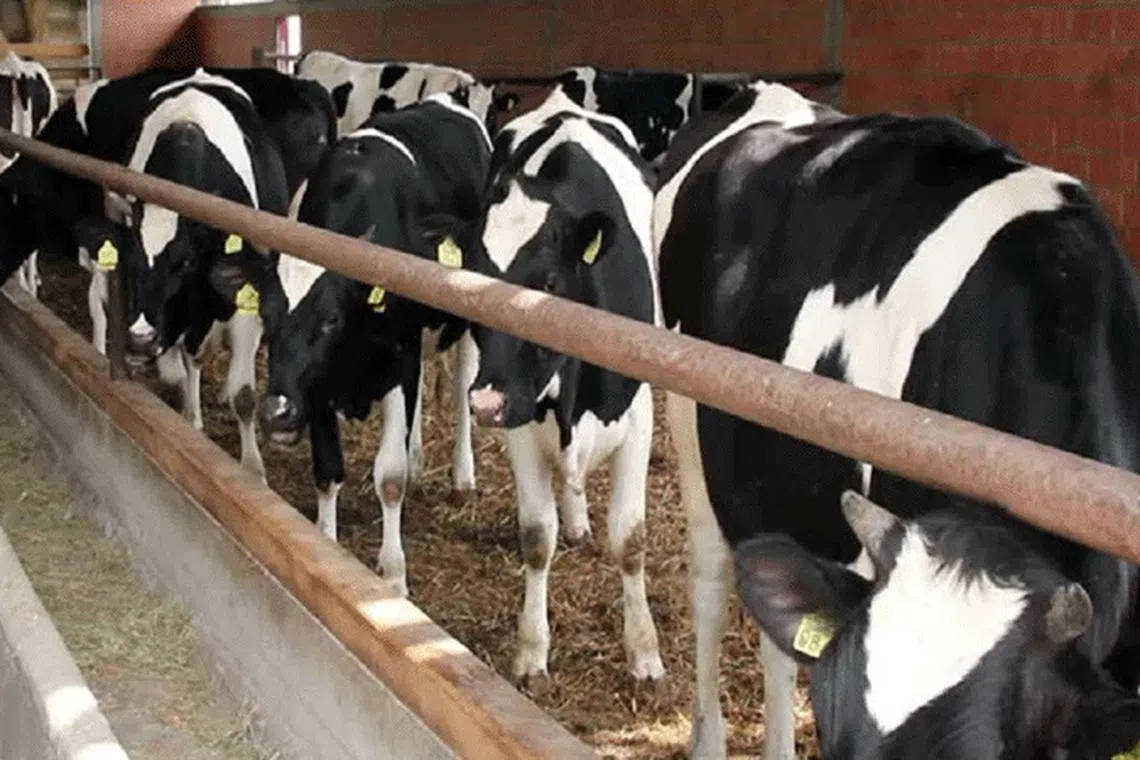 சென்னையில் வருகிறது அரசு மாட்டுக் கொட்டகை