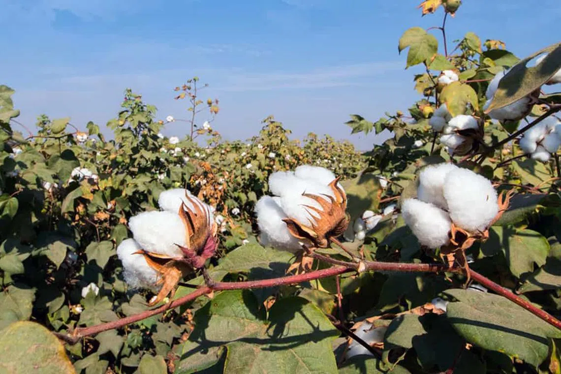 துருக்கியைப் புறக்கணிக்கும் இந்தியப் பருத்தி வணிகர்கள்