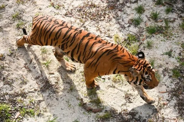 தாய்லாந்துப் பூங்காவில் 70க்கும் மேற்பட்ட புலிகள் மரணம்