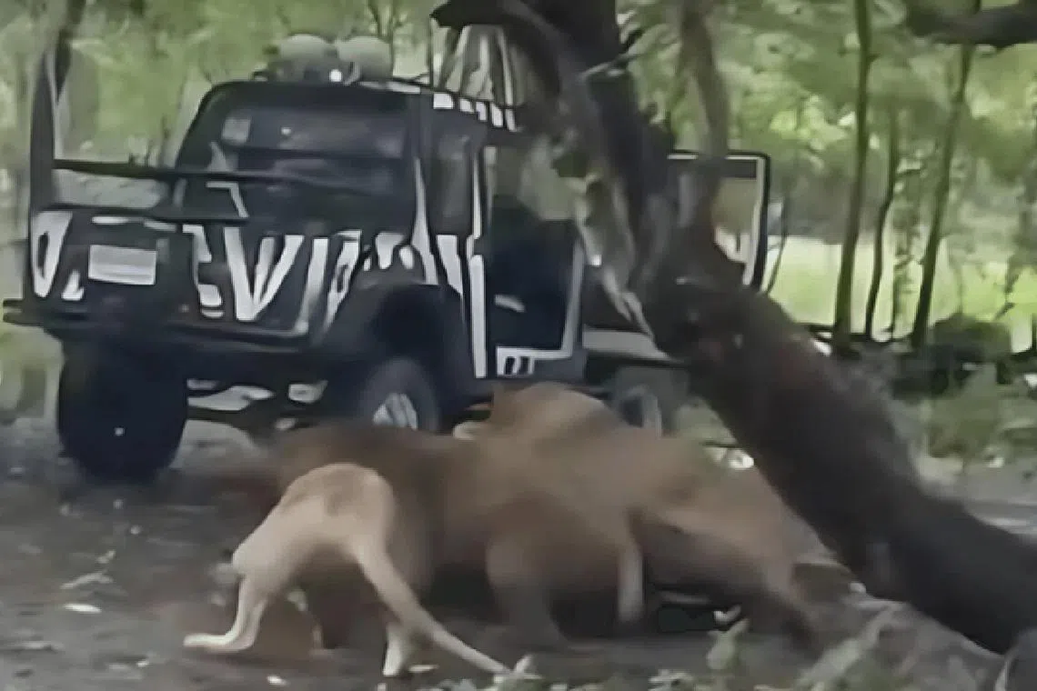 கடித்துக் குதறிய சிங்கங்கள்; நடுநடுங்கிய பொதுமக்கள்