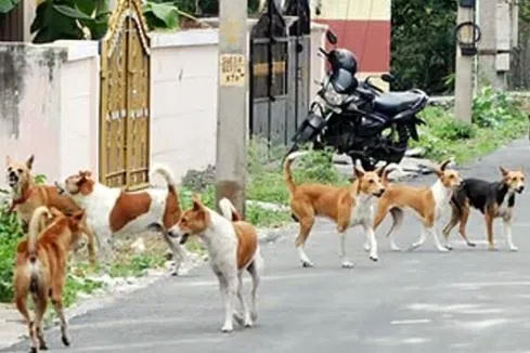 சென்னையில் தெரு நாய்கள் நடமாட்டம் அதிகரிப்பு: விழிபிதுங்கும் சென்னை மாநகராட்சி