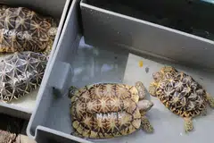 டெலிகிராம் தளத்தில் நடைபெறும் சட்டவிரோத வனவிலங்கு வர்த்தகம் 2021ஆம் ஆண்டைக் காட்டிலும் 2023ஆம் ஆண்டு இருமடங்காக அதிகரித்தது.