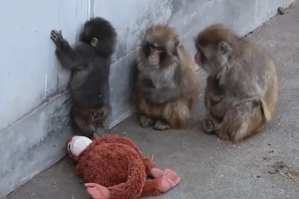 புதிய குடும்பத்துடன் பஞ்ச். 