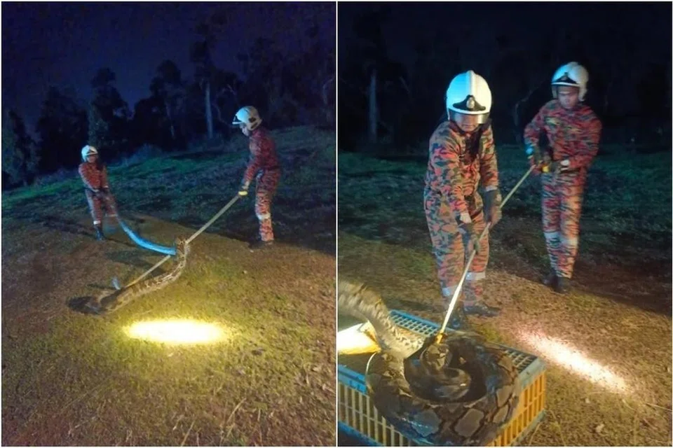 கோழிகளை விழுங்குவதற்கு முன் ஐந்து மீட்டர் நீளம் கொண்ட மலைப்பாம்பை அதிகாரிகள் பிடித்தனர்.