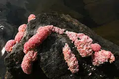 லோவர் சிலேத்தார் நீர்த்தேக்கத்தில் காணப்பட்ட இளஞ்சிவப்பு நத்தை முட்டைகள்.