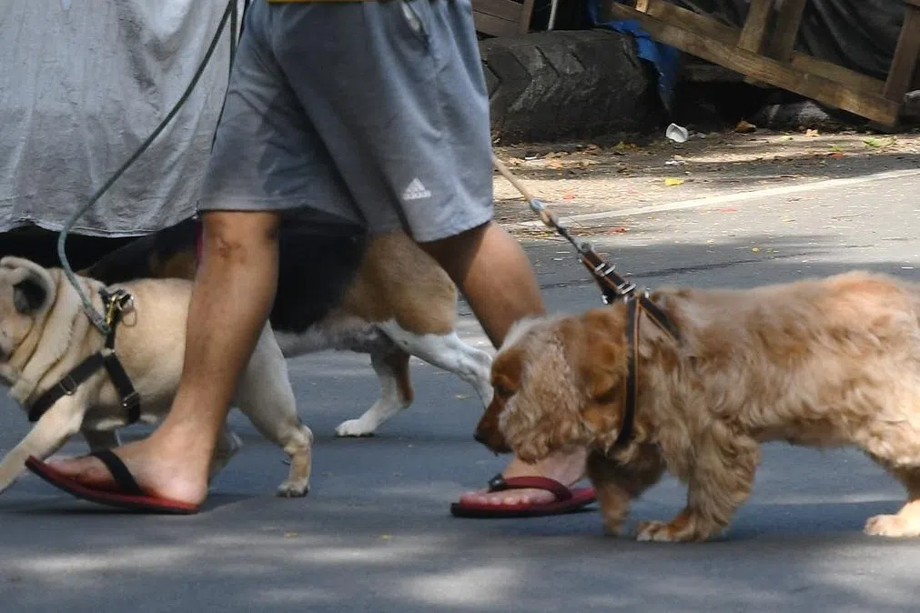 பிட்புல், ராட்வீலர் நாய் வளர்த்தால் ரூ.1 லட்சம் அபராதம்