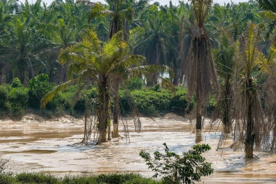 ஆற்று நீரில் சேறு கலந்ததால் நூற்றுக்கணக்கான மீன்கள் மாண்டதை அறிந்து குடியிருப்பாளர்கள் கவலையுற்றதாக பெர்னாமா கூறியது.