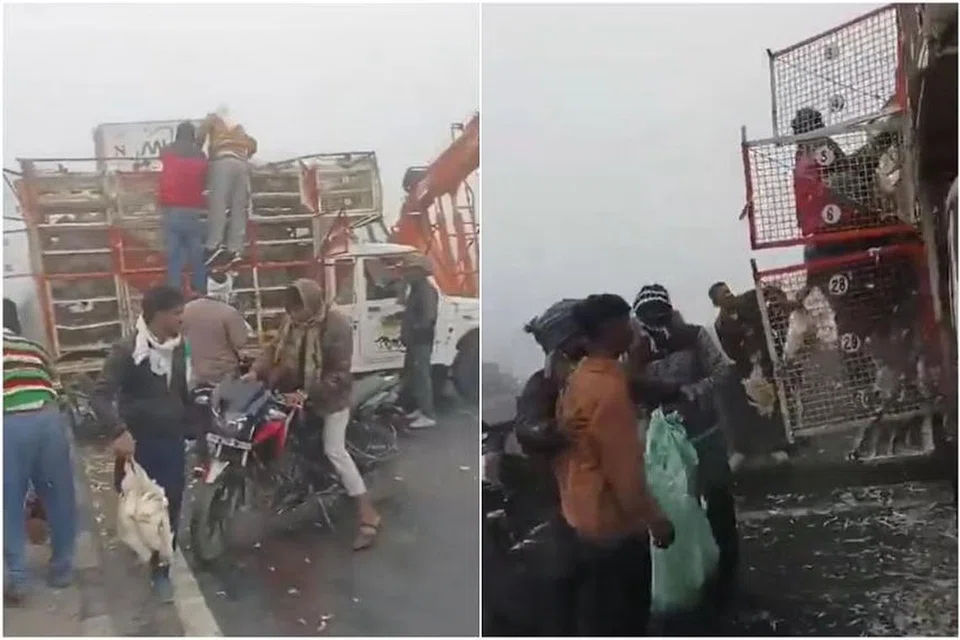 விபத்தில் சிக்கிய கோழிகளைத் திருடிச் செல்லும் பொது மக்கள். 