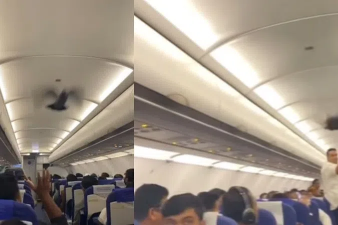 போக்கு காட்டிய புறா: இண்டிகோ பயணிகள் பீதி