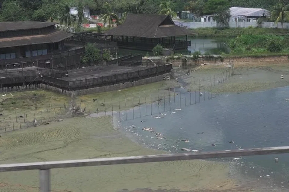 பிப்ரவரி இறுதிக்குள், மீன்கள் வர்த்தகப் பண்ணைக்கு இடமாற்றிவிடப்படும் என்று வீடமைப்பு வளர்ச்சிக் கழகம் கூறியது. 