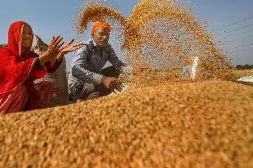 கோதுமை ஏற்றுமதிக்கு இந்தியா அனுமதி