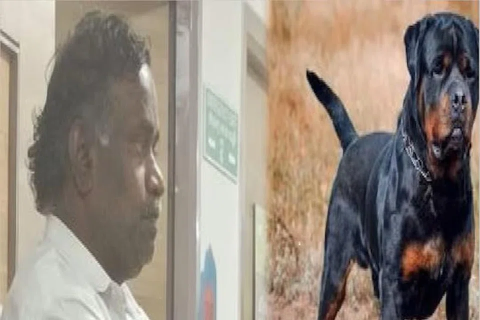 சிறுமியைக் கடித்த நாயின் உரிமையாளர் புகழேந்தியும் அவருடைய மனைவி, மகனும் கைதுசெய்யப்பட்டுள்ளனர்.