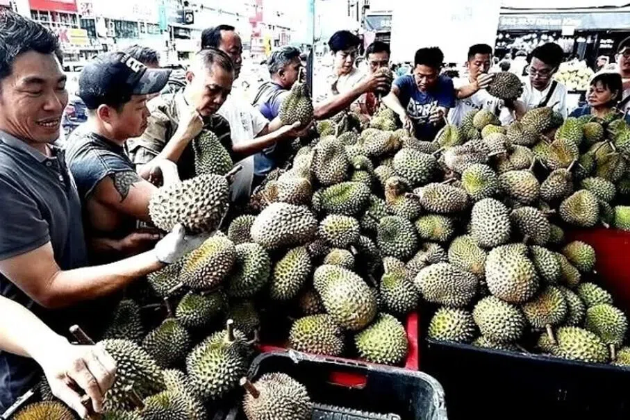 ‘டுரியான்’ அறுவடை மிகுந்து மலேசியக் கடைகளில் பழங்கள் நிறைந்தன