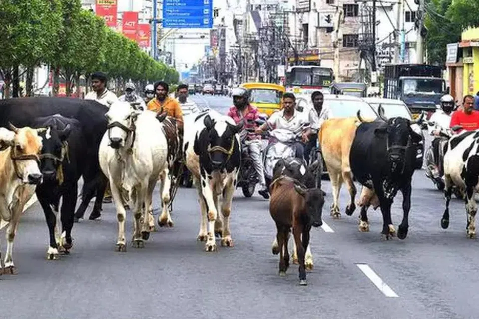 வாகனமோட்டிகளுக்கு இடையூறாக சாலையில் சுற்றித்திரியும் மாடுகள்.