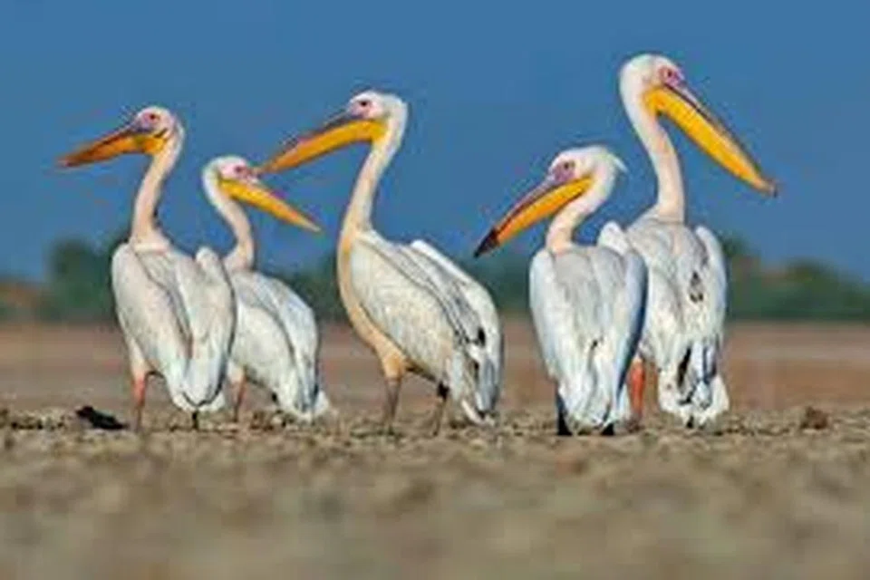 பெலிகன் பறவைகள்.