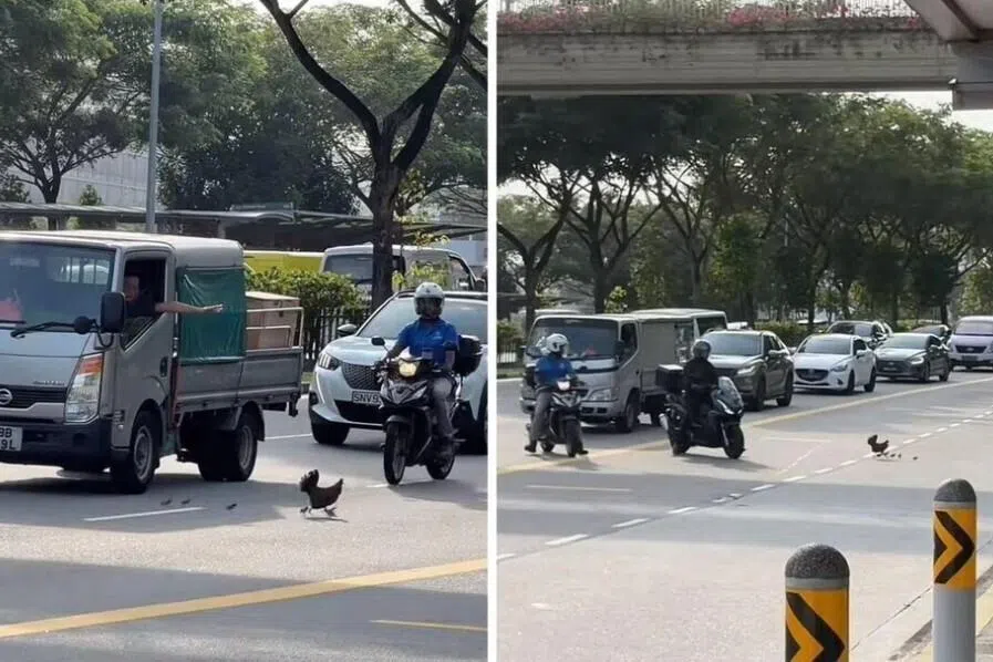 வாகனவோட்டிகளே சற்று ஓய்வெடுங்கள்; கோழிகள் சாலையைக் கடக்கட்டும்!