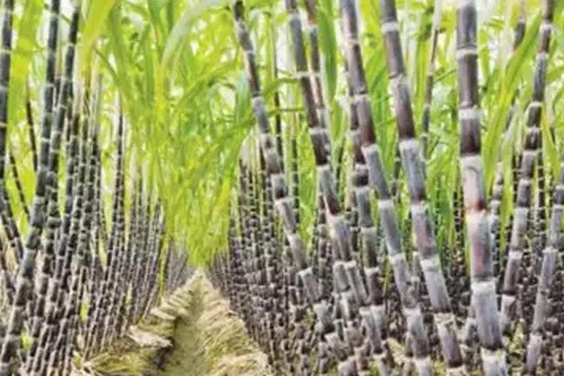 கோவை விமான நிலையத்தில் இருந்து இரு நாள்களில் இரண்டு டன் கரும்புகள் ஷார்ஜாவுக்கு ஏற்றுமதி