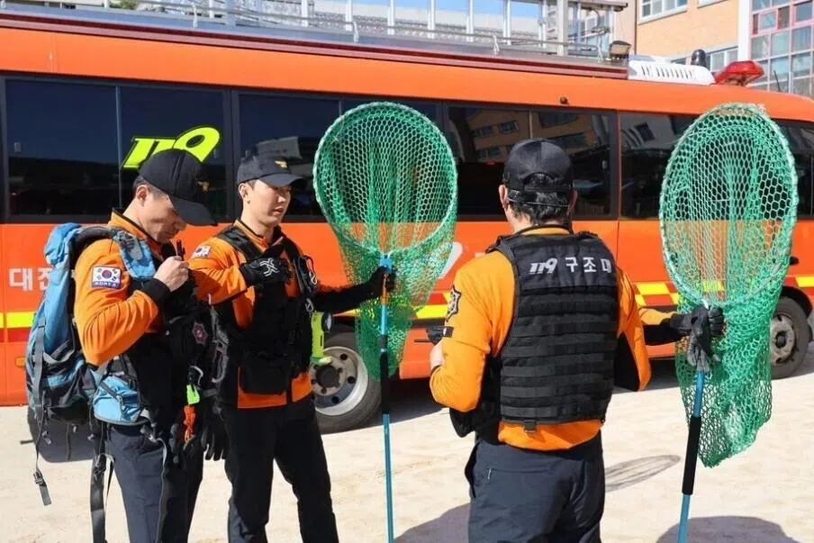 தப்பிச் சென்ற ஓநாய்; தென்கொரிய பள்ளி மூடல்