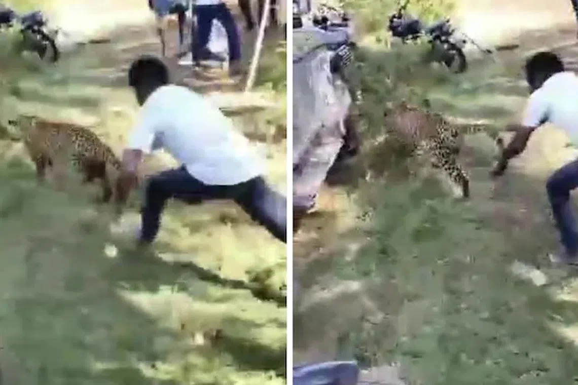 சிறுத்தையிடமிருந்து மக்களைக் காப்பாற்ற அதன் வாலை இறுகப் பற்றிய ஆடவர்