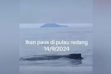 கூனல் முதுகுத் திமிங்கிலம் (humpback whale) மனிதர்களுக்குத் தீங்கு விளைவிப்பதில்லை என்றாலும் அவற்றைத் தொந்தரவு செய்தால் தற்காக்கும் விதமாகச் செயல்படும் என்று கூறப்படுகிறது.