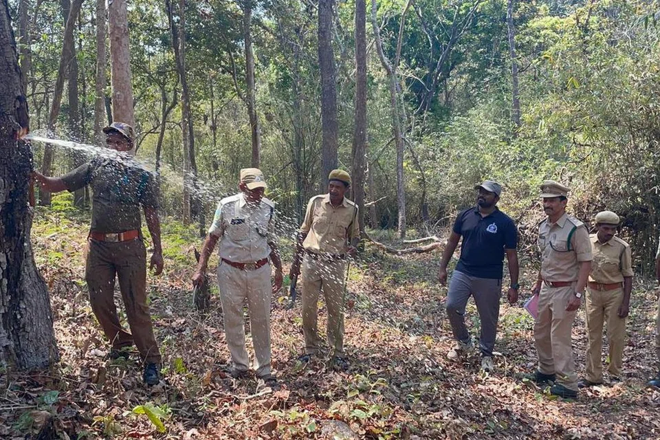 மரத்திலிருந்து பீச்சியடிக்கும் தண்ணீர்.