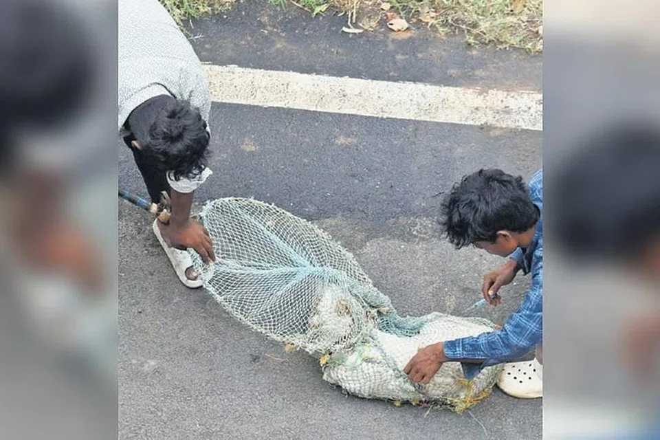 பெங்களூரில் தெருநாய்க்கு வெறிநாய்க்கடித் தடுப்பூசி போடும் ஊழியர்கள்.