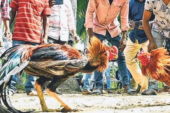 இணையவழி சேவல் சண்டை கும்பல் முறியடிப்பு; 174 பேர் கைது