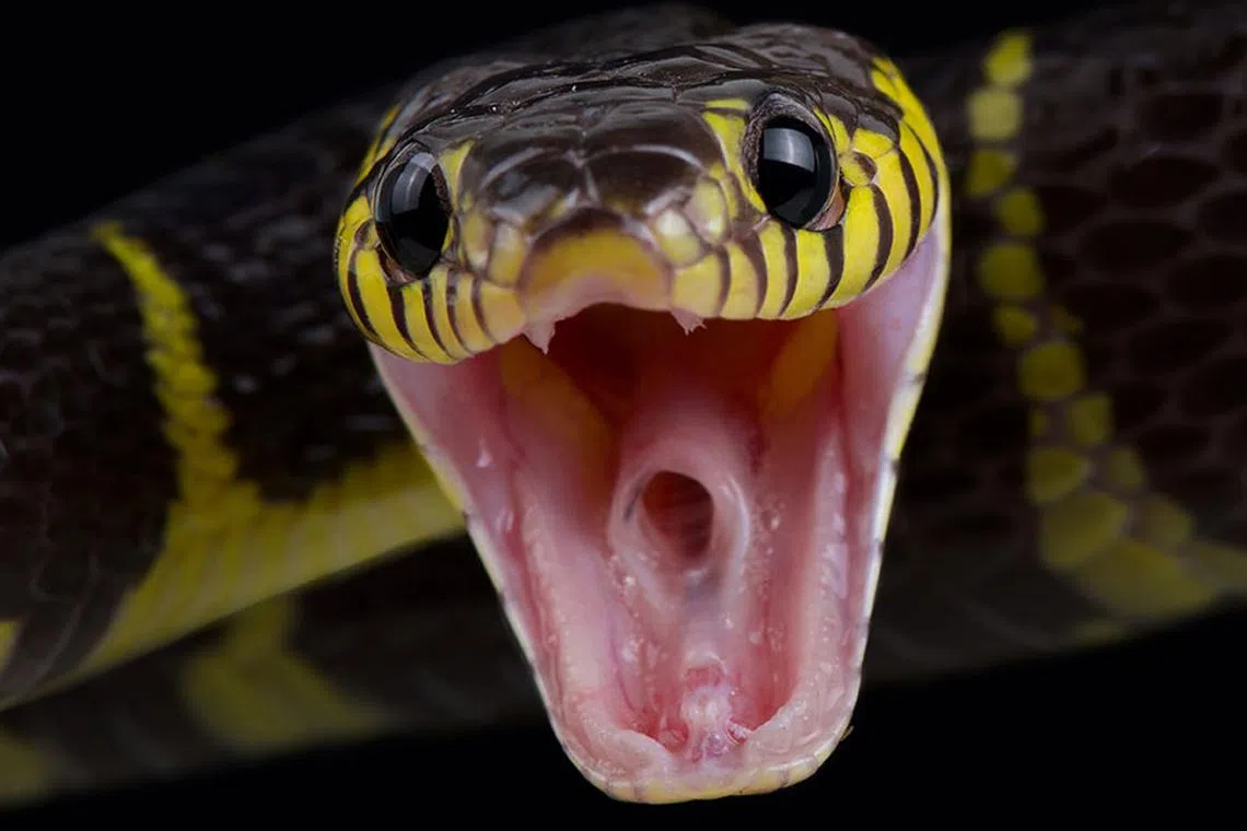 இந்தியாவில் 58,000 பாம்புக்கடி மரணங்கள்; உலகில் முதலிடம்