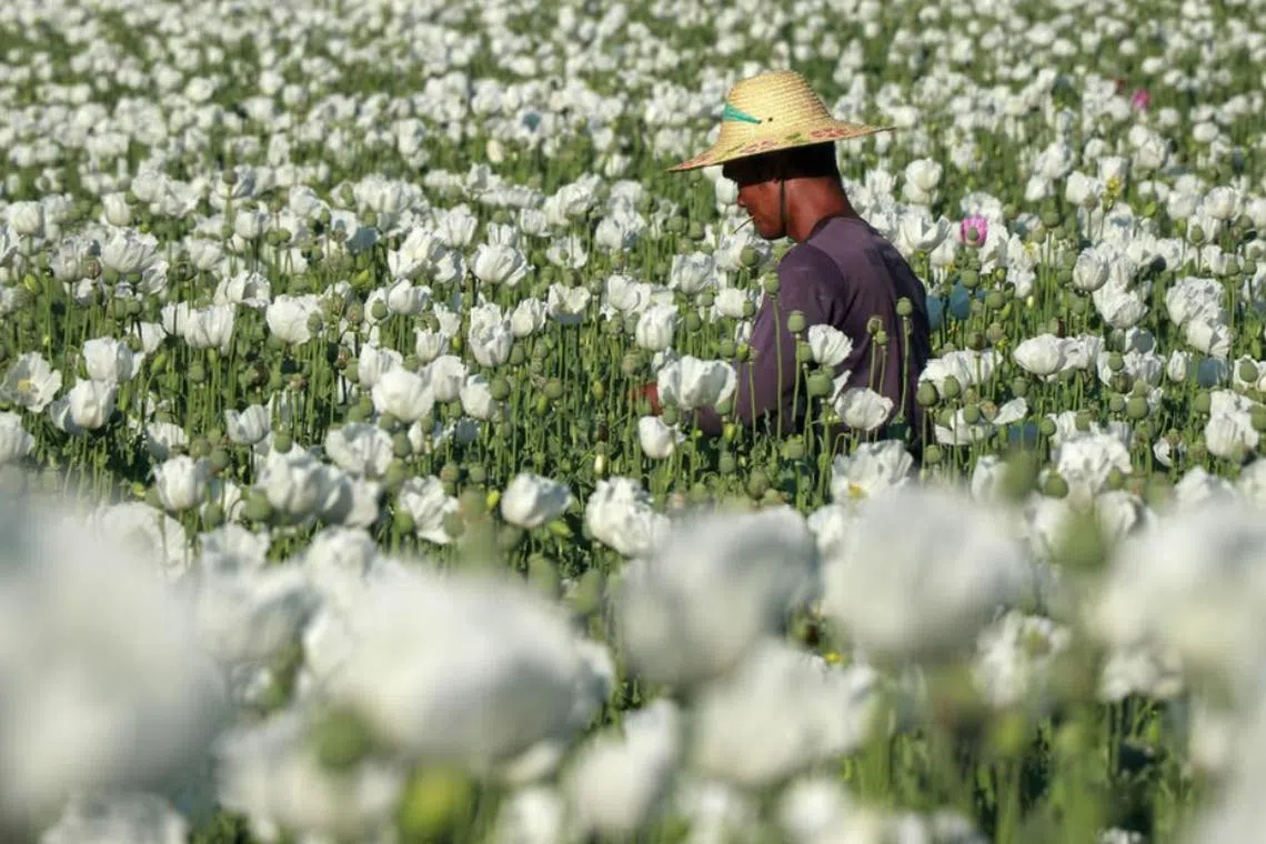 போரால் பாதிக்கப்பட்ட மியன்மாரில் போதைப் பொருள் பண்ணைகள் பெருக்கம்