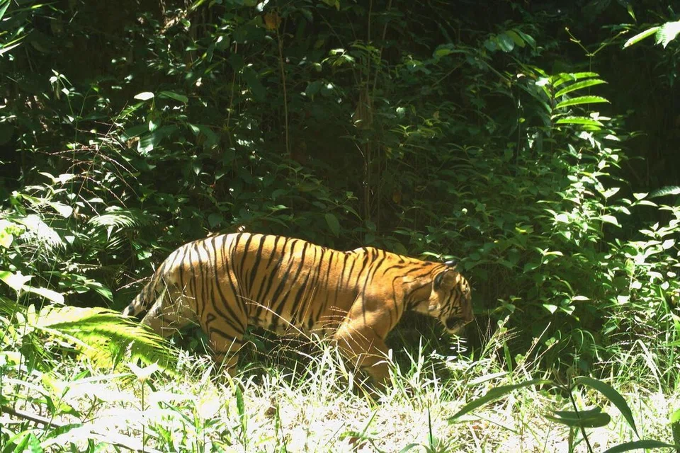 மலேசியாவைப் பூர்வீகமாகக் கொண்ட புலி இனம். முன்பு சிங்கப்பூரிலும் அவை வாழ்ந்தன. மலேசிய வகை புலிகள் தற்போது அந்நாட்டுக் காடுகளிலும் தாய்லாந்தின் தென்பகுதிகளிலும் 150க்கும் குறைவான எண்ணிக்கையில் உள்ளதாக நம்பப்படுகிறது.