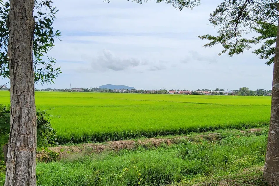 மலேசியாவில் உள்ள அரிசி விளையும் வயல்.